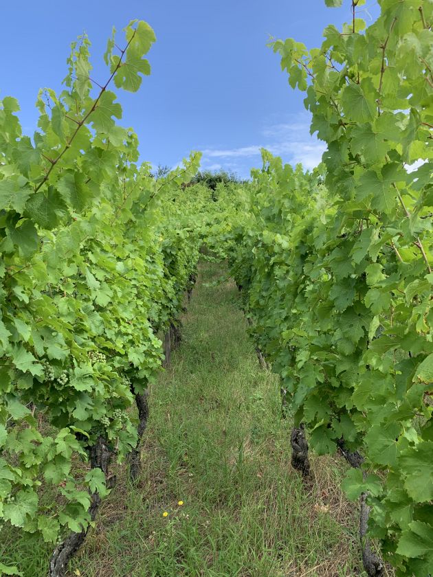 Rognage manuel Sohler